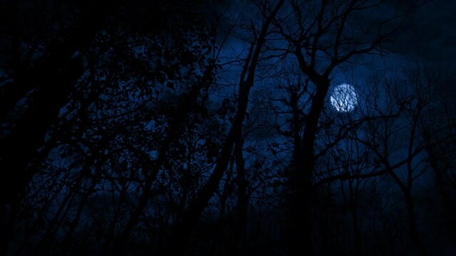 Walking In Night Woodland With Moon Above Scary Scene
