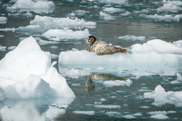 Naklejka premium Harbor Seal Chilling on an Iceberg