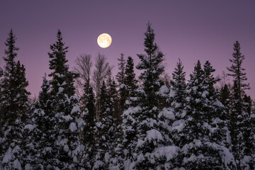 Cold Moon in Purple Sky