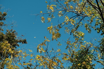 Yellow leaves against sky