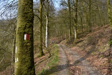 red and white blazes aka trail marker on a tree and moss around it and people are walking in the background