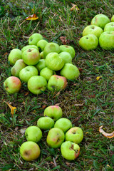 Bunch of green organic apples on green grass, harvest time