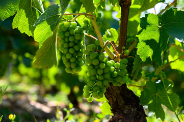 Upripe green grapes on champagne vineyards in Cote des Bar, south of Champange, France