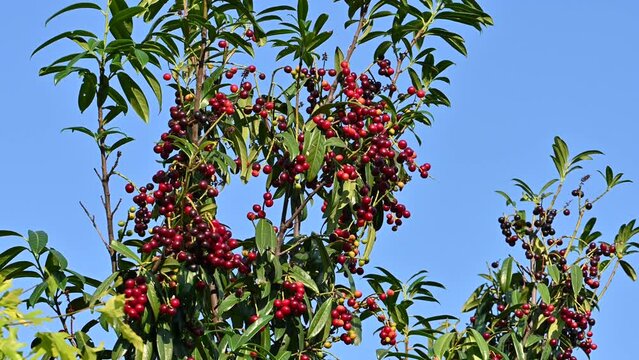 Cherry Laurel Tree Covered with Ripening Red Berries