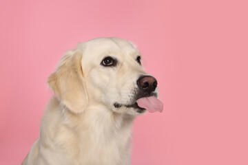 Cute Labrador Retriever showing tongue on pink background, space for text