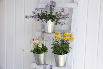 Beautiful flowers in pots on wooden ladder near white wall. Seasonal gardening