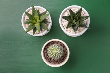 Different succulent plants in pots on green wooden table, flat lay