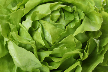Fototapeta na wymiar Fresh green butter lettuce as background, closeup