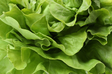 Fototapeta na wymiar Fresh green butter lettuce as background, closeup