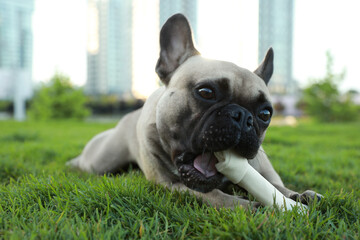 Fototapeta premium Cute French bulldog gnawing bone treat on green grass outdoors. Lovely pet