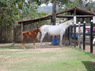 Naklejka na ściany i meble horse and foal, white horse and foal on a farm, white horse and foal