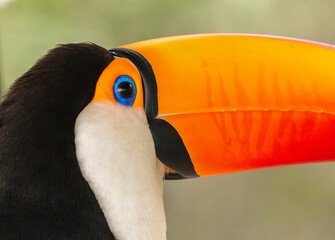 Toucan toco close up portrait