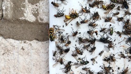 An adult wasp eats a fly, feeds the larvae with insect flies, ants, bees, caterpillars, pre-chewing them