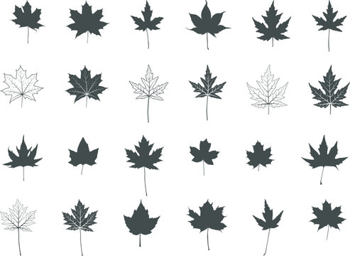 Maple leaf silhouettes, Maple leaf icon, Maple leaf vector illustration, Maple leaf outline, Maple leaf svg, Leaf silhouettes, Leaf icon set