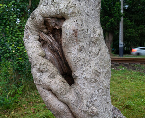 Rough tree trunk. Hollow in a crooked trunk.