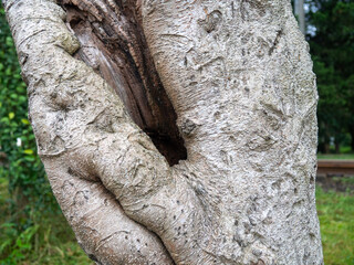Rough tree trunk. Hollow in a crooked trunk.