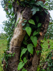 Rough tree trunk. Hollow in a crooked trunk.