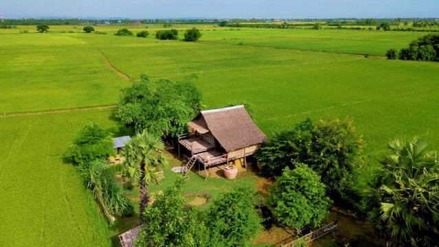 Bamboo hut homestay farm with Green rice paddy fields in Central Thailand, drone aerial view of green rice fields in Thailand with homestay farm 