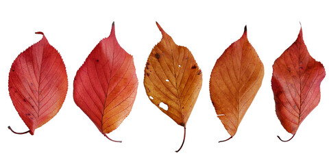 Colorful fallen leaves collection. Autumn leaves png. Autumnal leaves elements.