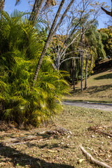 Wooded forest in Águas de Lindóia - SP.