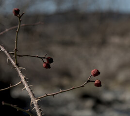 PRIMER PLANO DE ROSA MOSQUETA