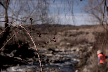 FRUTO DE ROSA MOSQUETA