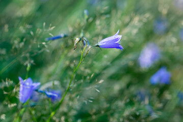 Campanula rotundifoli, bluebell   flowers closeup selective focus