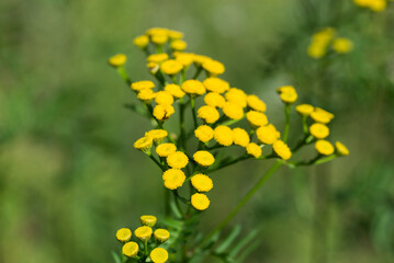 common tansy, bitter buttons yellow flowers closeup selective focus