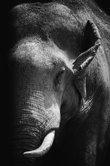 close up of an elephant on dark background