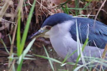 Goisagi, Black-crowned night heron (Nycticorax nycticorax), Birds classified in the order Pelicans, family Egretidae, genus of of herons