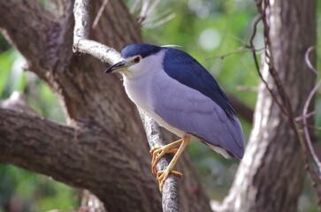 Goisagi, Black-crowned night heron (Nycticorax nycticorax), Birds classified in the order Pelicans, family Egretidae, genus of of herons
