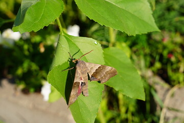 Pachysphinx Modesta, the Modest Sphinx moth hanging out in the flower garden.