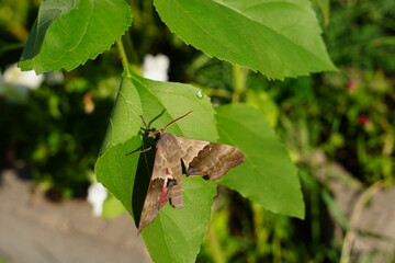 Pachysphinx Modesta, the Modest Sphinx moth hanging out in the flower garden.