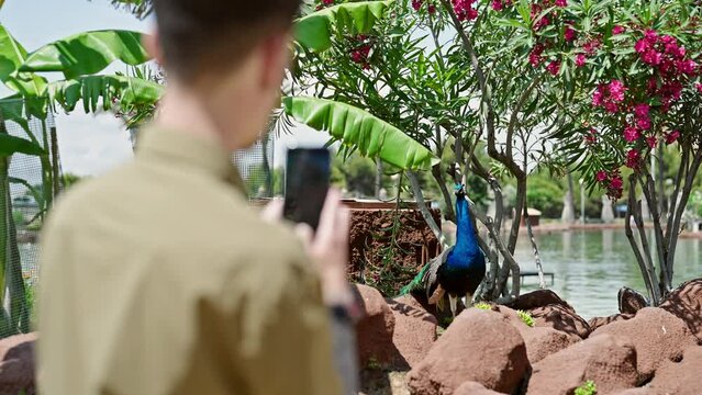 Young hispanic man make photo to peacock by smartphone at park