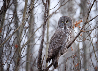 great gray owl in a tree