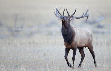 Bugling elk in a meadow