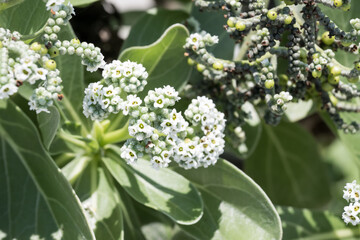 Beautiful Silvery Messerschmidia (Heliotropium foertherianum) flowers.