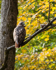Hawk at New River