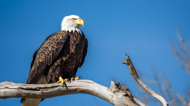 adler bird glatze bald eagle schnabel tier