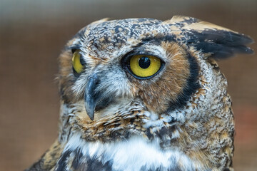 great horned owl