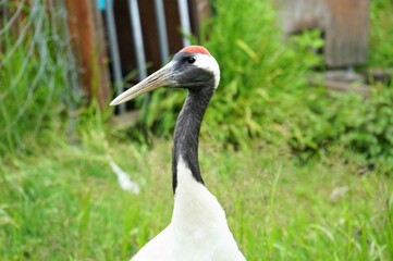 Tancho Crane of Akan International Crane Center