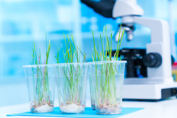 Analyzing the influence of plant hormones on leaf morphology and size: