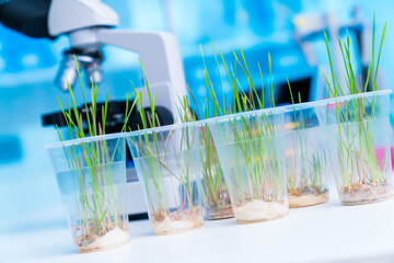 Investigating the impact of varying nutrient solutions on root develop