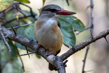 Ein Braunkopfliest auf einem Ast sitzend