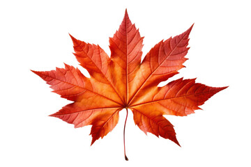Fototapeta premium Autumn maple leaf isolated on white transparent, Fall season, PNG