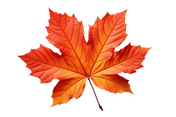 Fototapeta premium Autumn maple leaf isolated on white transparent, Fall season, PNG