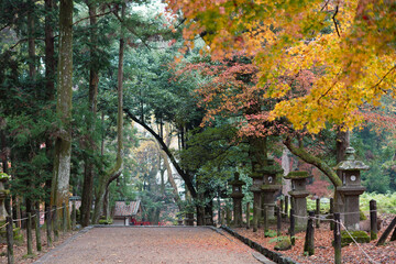 Nara Deer Park autumn forest road in Japan