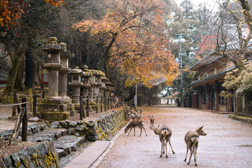 Nara Deer Park and autumn temple street in Japan