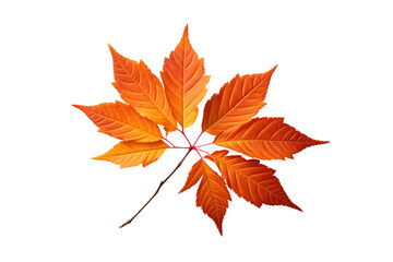 Autumn leaves isolated on white transparent, Fall season, PNG