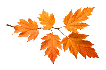 Autumn maple leaves isolated on white transparent, Fall season, PNG